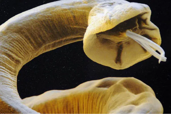 Natural Pet Care shop & Veterinart Surgeon